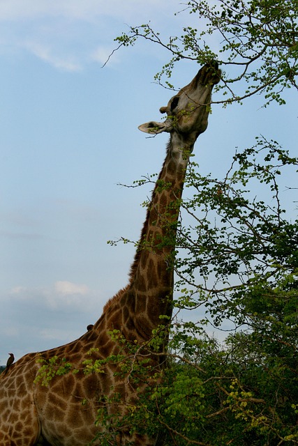 giraffe26052601